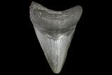 Bargain, Fossil Megalodon Tooth - South Carolina #130705-2